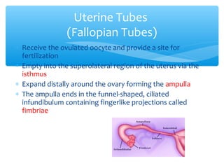 * Receive the ovulated oocyte and provide a site for 
fertilization 
* Empty into the superolateral region of the uterus via the 
isthmus 
* Expand distally around the ovary forming the ampulla 
* The ampulla ends in the funnel-shaped, ciliated 
infundibulum containing fingerlike projections called 
fimbriae 
7 
Uterine Tubes 
(Fallopian Tubes) 
 