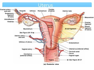 Uterus 
11 
 