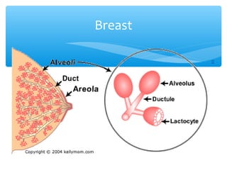 Breast 
24 
 