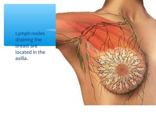 * Lymph nodes 
draining the 
breast are 
located in the 
axilla. 
26 
Lymphatic 
Drainage 
 