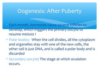Oogenesis: After Puberty 
* Each month, hormones cause several follicles to 
develop, which triggers the primary oocyte to...