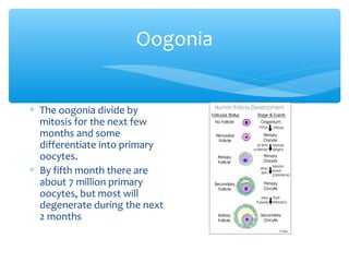 Oogonia 
* The oogonia divide by 
mitosis for the next few 
months and some 
differentiate into primary 
oocytes. 
* By fi...