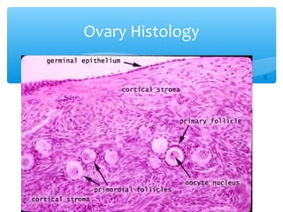 Ovary Histology 
35 
 