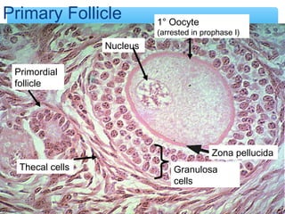 36 
1° Oocyte 
(arrested in prophase I) 
Zona pellucida 
Granulosa 
cells 
Primary Follicle 
Thecal cells 
Nucleus 
Primor...