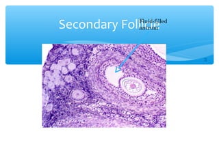 Secondary Follicle 
37 
Fluid-filled 
antrum 
 