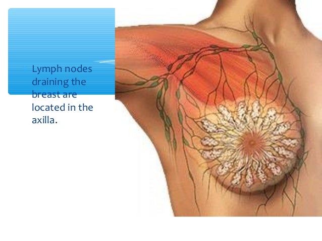 female reproductive system female reproductive system, Muscles