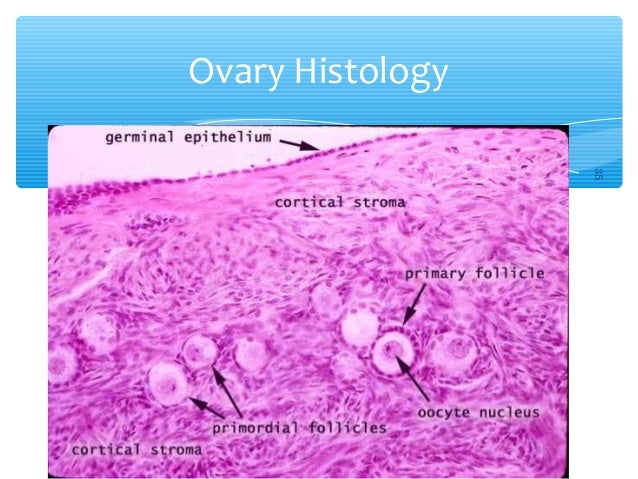 Female reproductive system