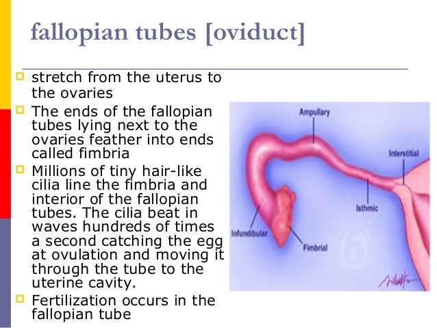 Female reproductive system