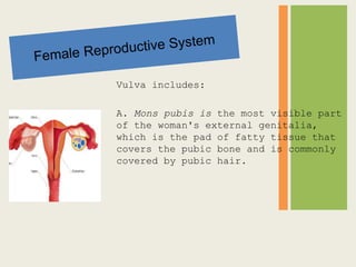 Vulva includes:
A. Mons pubis is the most visible part
of the woman's external genitalia,
which is the pad of fatty tissue...