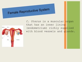 C. Uterus is a muscular organ
that has an inner lining
(endometrium) richly supplied
with blood vessels and glands.
 