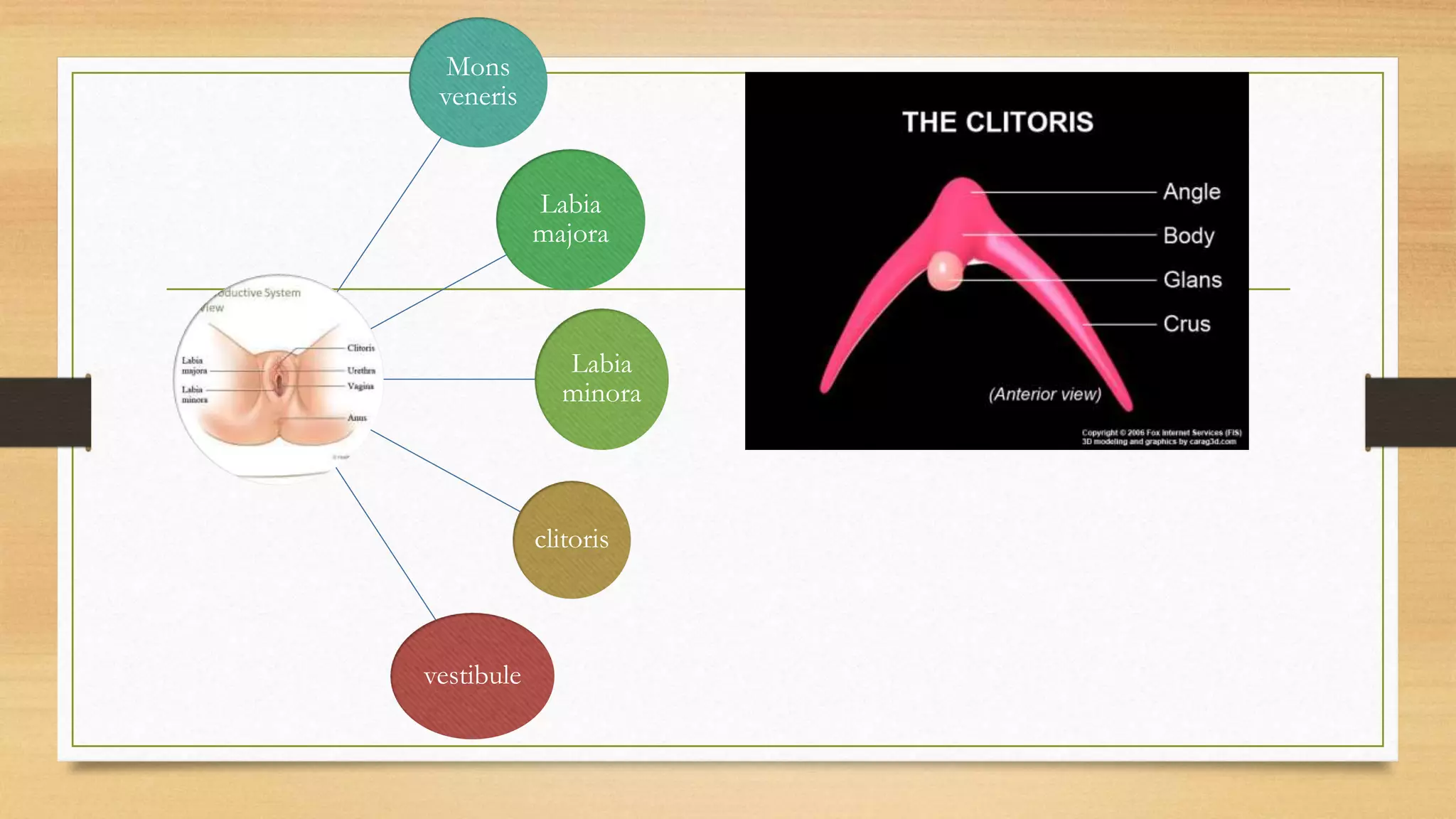 Female Reproductive System PPTX Female Reproductive System PPTX