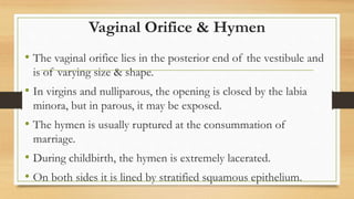 Skene’s glands
• Largest paraurethral glands
• Homologous to prostate in the male.
 