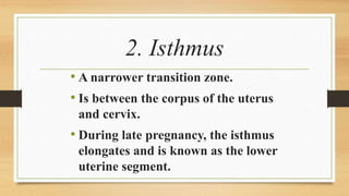 Layers of the uterus
• Perimetrium.
• Myometrium.
• Endometrium.
 
