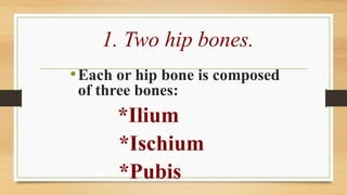 3. Coccyx.
• Consists of four
vertebrae forming a
small triangular bone.
 