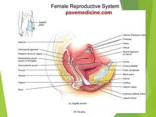 Female Reproductive System
pavemedicine.com
 