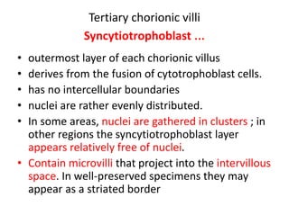 Tertiary chorionic villi
Syncytiotrophoblast …
• outermost layer of each chorionic villus
• derives from the fusion of cyt...