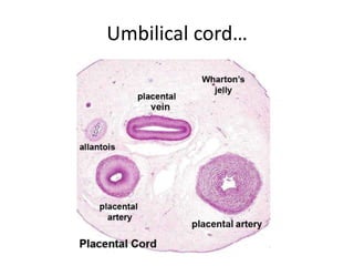 Wharton’s jelly from the umbilical
cord
 