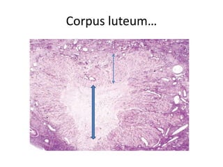 Corpus luteum…
 