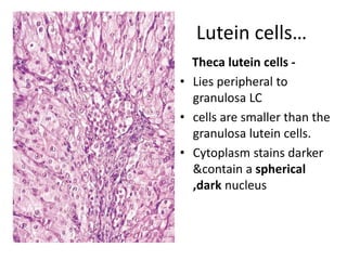 Lutein cells…
Theca lutein cells -
• Lies peripheral to
granulosa LC
• cells are smaller than the
granulosa lutein cells.
...