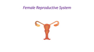 Female Reproductive System
 