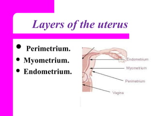 Femalereproductivesystem | PPT