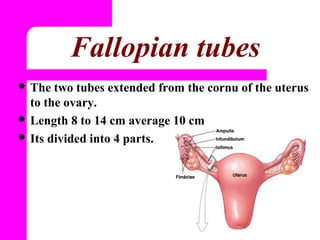 Femalereproductivesystem | PPT