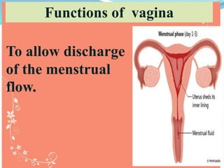 To allow discharge
of the menstrual
flow.
Functions of vagina
 