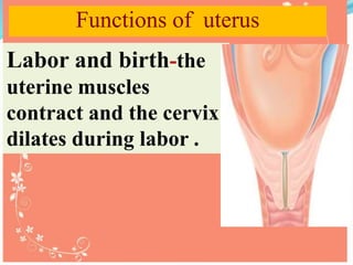 1) Interstitial :It is 1.25 cm
long and lies within the
wall of the uterus.
2)Isthmus :Upper outer
angle ,its narrow part ...