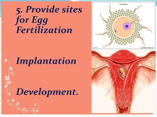 5. Provide sites
for Egg
Fertilization
Implantation
Development.
 