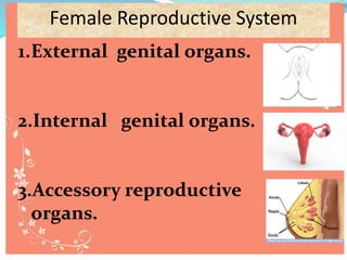Female Reproductive System
1.External genital organs.
2.Internal genital organs.
3.Accessory reproductive
organs.
 