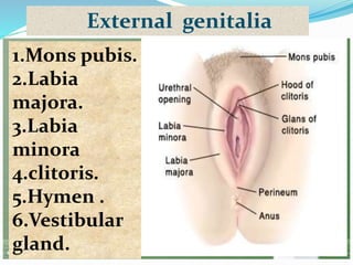 External genitalia
1.Mons pubis.
2.Labia
majora.
3.Labia
minora
4.clitoris.
5.Hymen .
6.Vestibular
gland.
 