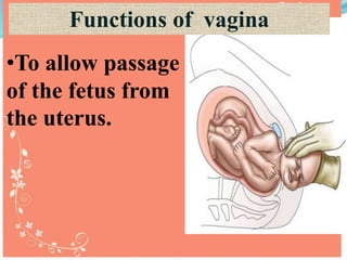 •To allow passage
of the fetus from
the uterus.
Functions of vagina
 