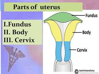 I.Fundus
II. Body
III. Cervix
Parts of uterus
 