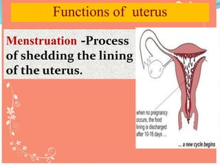 Functions of uterus
Menstruation -Process
of shedding the lining
of the uterus.
 