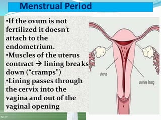 Menstrual Period
•If the ovum is not
fertilized it doesn’t
attach to the
endometrium.
•Muscles of the uterus
contract  lining breaks
down (“cramps”)
•Lining passes through
the cervix into the
vagina and out of the
vaginal opening
 