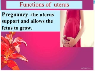 Pregnancy -the uterus
support and allows the
fetus to grow.
Functions of uterus
 