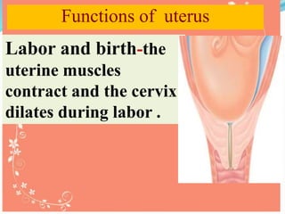 Labor and birth-the
uterine muscles
contract and the cervix
dilates during labor .
Functions of uterus
 