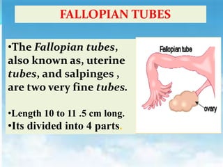 FALLOPIAN TUBES
•The Fallopian tubes,
also known as, uterine
tubes, and salpinges ,
are two very fine tubes.
•Length 10 to 11 .5 cm long.
•Its divided into 4 parts.
 