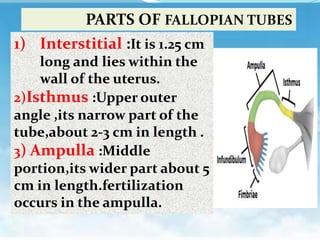 1) Interstitial :It is 1.25 cm
long and lies within the
wall of the uterus.
2)Isthmus :Upper outer
angle ,its narrow part of the
tube,about 2-3 cm in length .
3) Ampulla :Middle
portion,its wider part about 5
cm in length.fertilization
occurs in the ampulla.
PARTS OF FALLOPIAN TUBES
 