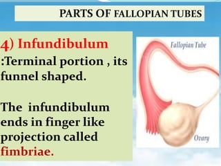 4) Infundibulum
:Terminal portion , its
funnel shaped.
The infundibulum
ends in finger like
projection called
fimbriae.
PARTS OF FALLOPIAN TUBES
 
