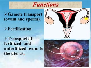 Functions
Gamete transport
(ovum and sperm).
Fertilization
Transport of
fertilized and
unfertilized ovum to
the uterus.
 