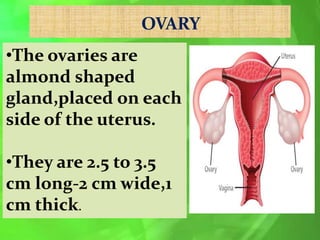 OVARY
•The ovaries are
almond shaped
gland,placed on each
side of the uterus.
•They are 2.5 to 3.5
cm long-2 cm wide,1
cm thick.
 