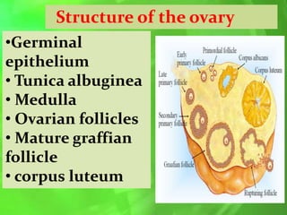Structure of the ovary
•Germinal
epithelium
• Tunica albuginea
• Medulla
• Ovarian follicles
• Mature graffian
follicle
• corpus luteum
 