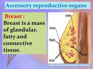 Accessory reproductive organs
Breast :
Breast is a mass
of glandular,
fatty and
connective
tissue.
 