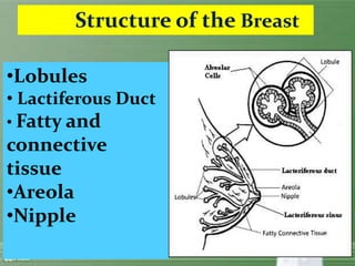 Structure of the Breast
•Lobules
• Lactiferous Duct
• Fatty and
connective
tissue
•Areola
•Nipple
 