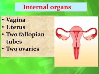 Internal organs
• Vagina
• Uterus
• Two fallopian
tubes
• Two ovaries
 