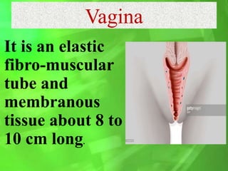 Vagina
It is an elastic
fibro-muscular
tube and
membranous
tissue about 8 to
10 cm long.
 