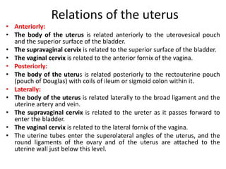 Female reproductive system 