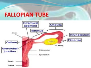 Female reproductive system | PPTX