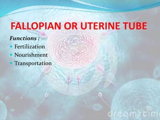 FALLOPIAN OR UTERINE TUBE
Functions :
 Fertilization
 Nourishment
 Transportation
 